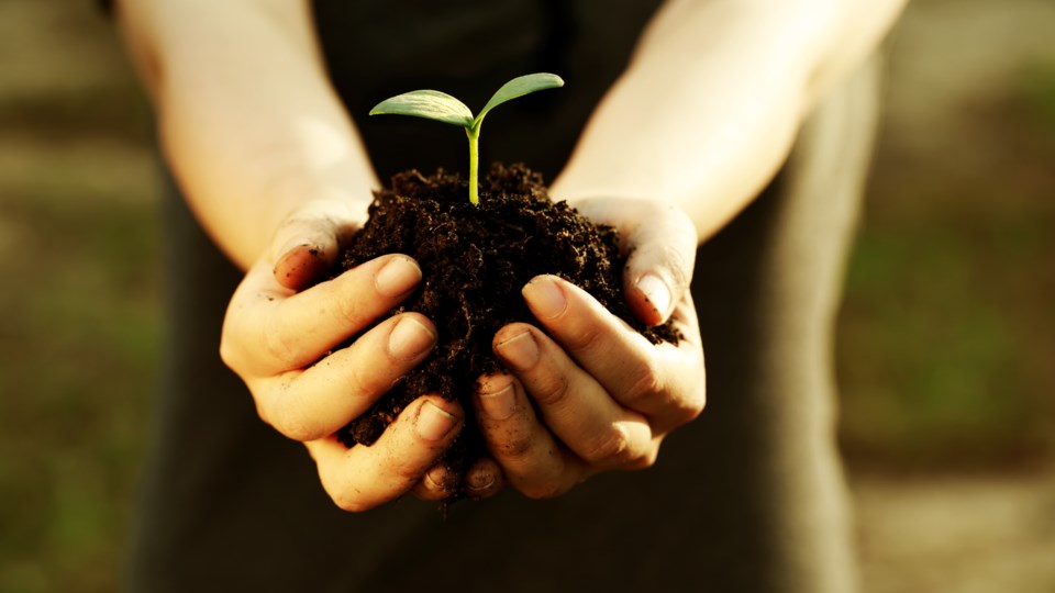 Arbor Day tree plant