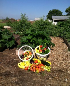 Harvest Spring Vegetable