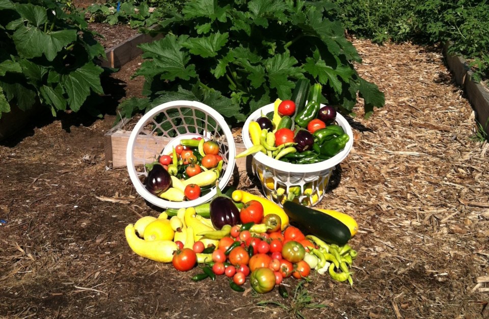 Harvest Spring Vegetable