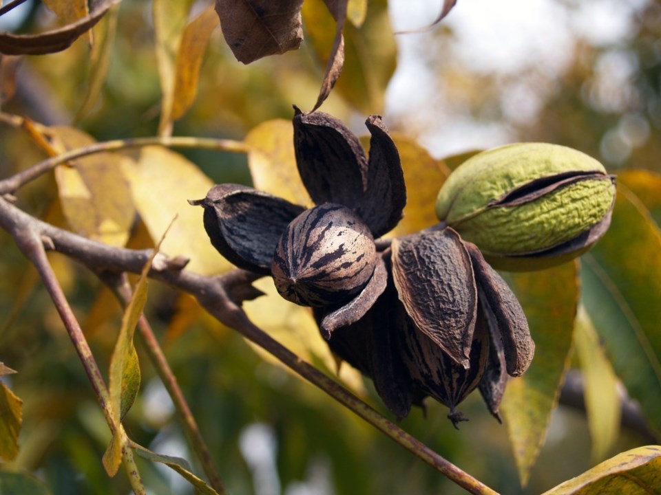 pecan tree