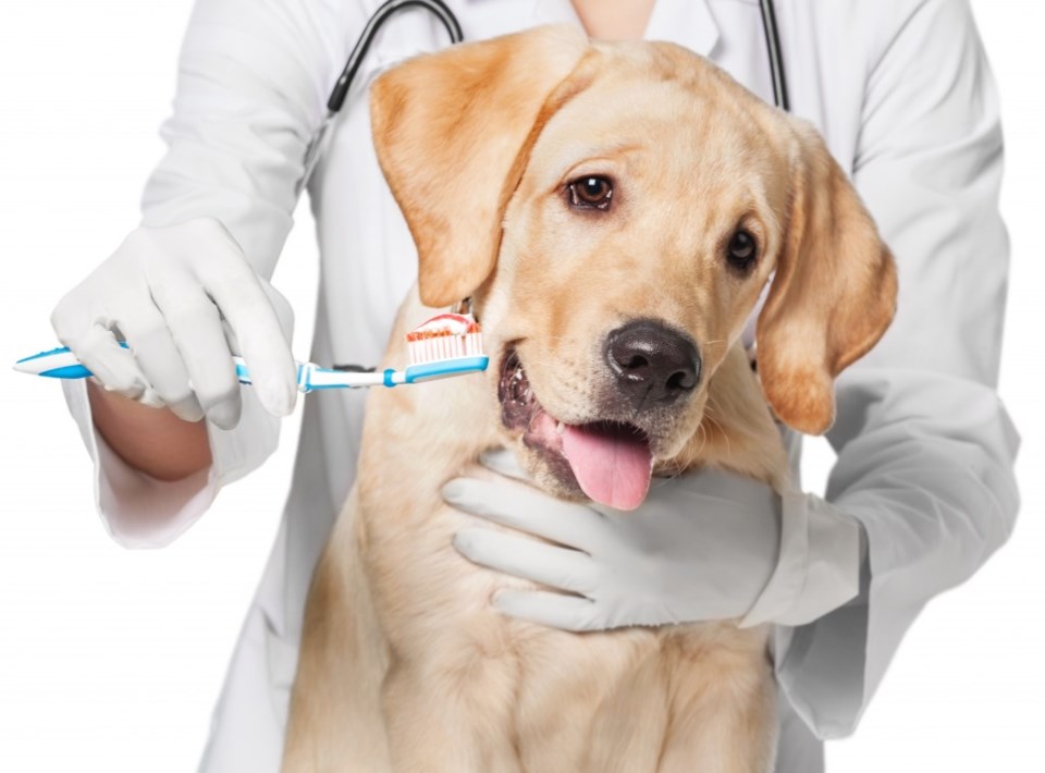 dog puppy teeth cleaning dental vet