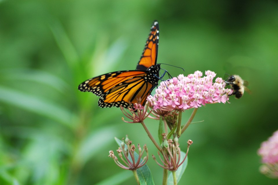 Monarch Butterfly Swamp Milkweed, Texas