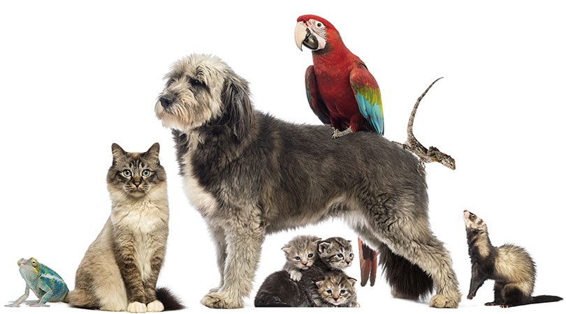 Pageant of Pets