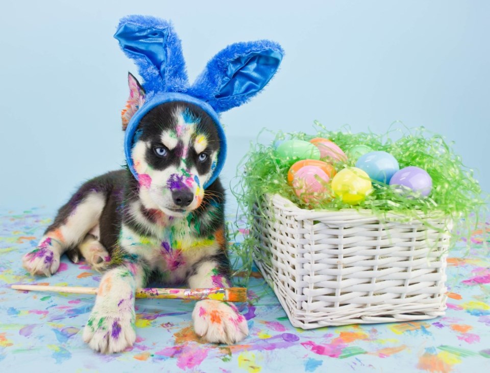 dog easter eggs bunny paint