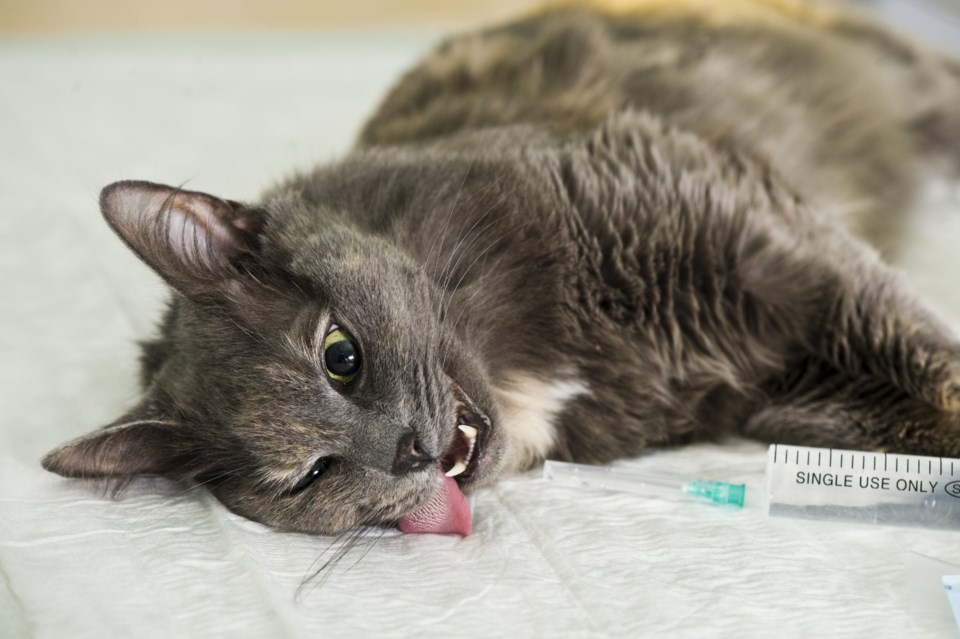 pet cat anesthesia anesthetic medicine vet