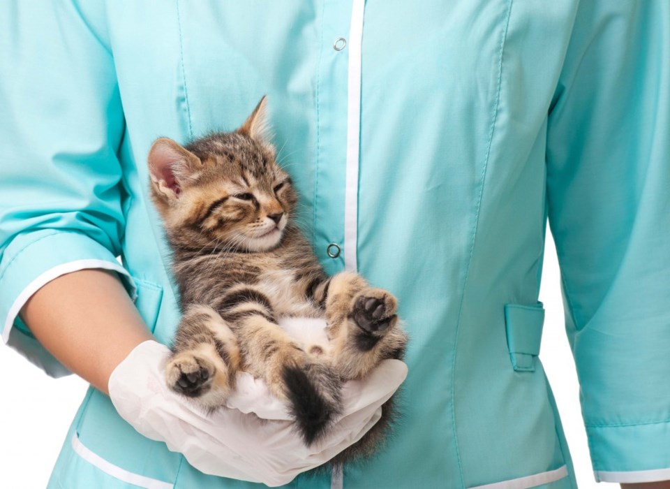 pet cat kitten anesthesia anesthetic medicine vet