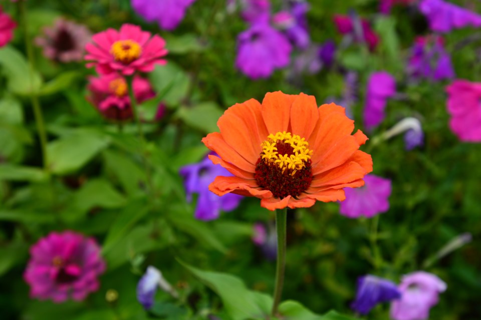zinnia flower garden