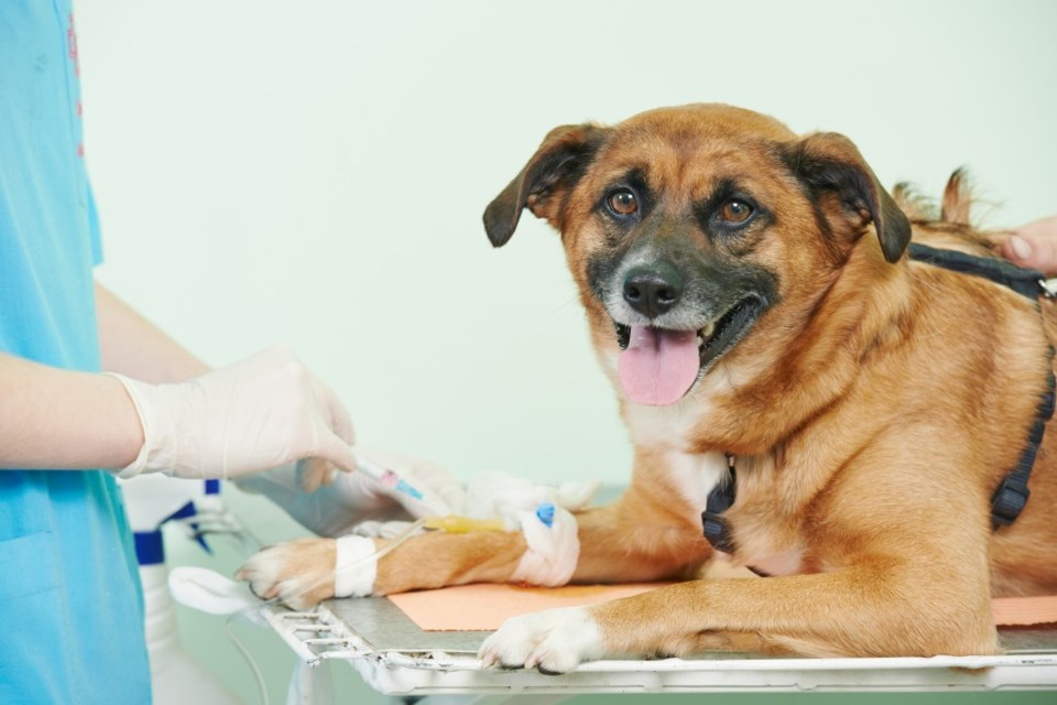 dog puppy vet test blood