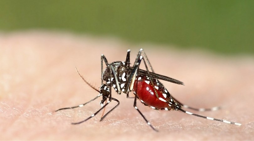 mosquito gambusia cityofplano