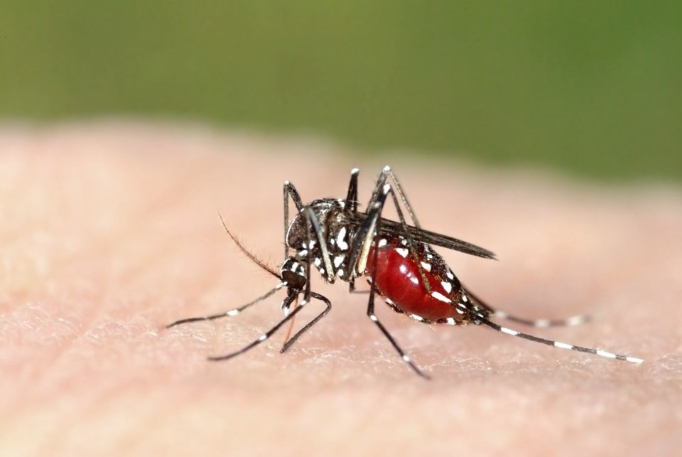 mosquito gambusia cityofplano