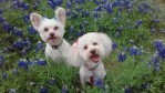 pet pageant, dogs, contest, plano pets, animal lovers, pet lovers