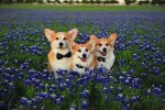 pet pageant, dogs, contest, plano pets, animal lovers, pet lovers