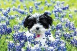 pet pageant, dogs, contest, plano pets, animal lovers, pet lovers