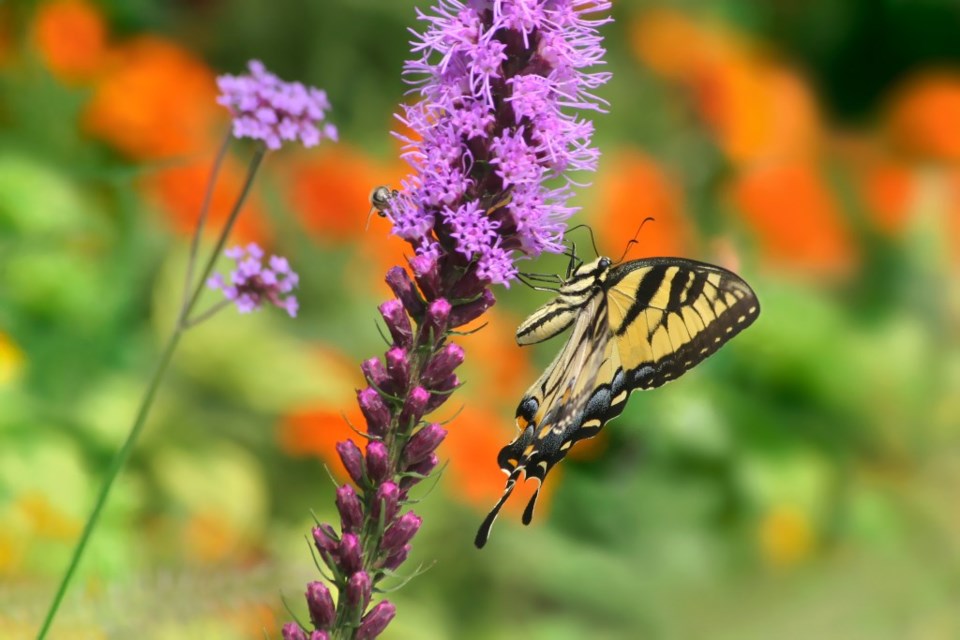 kiawanis-butterfly-festival-plano-shops-willowbend