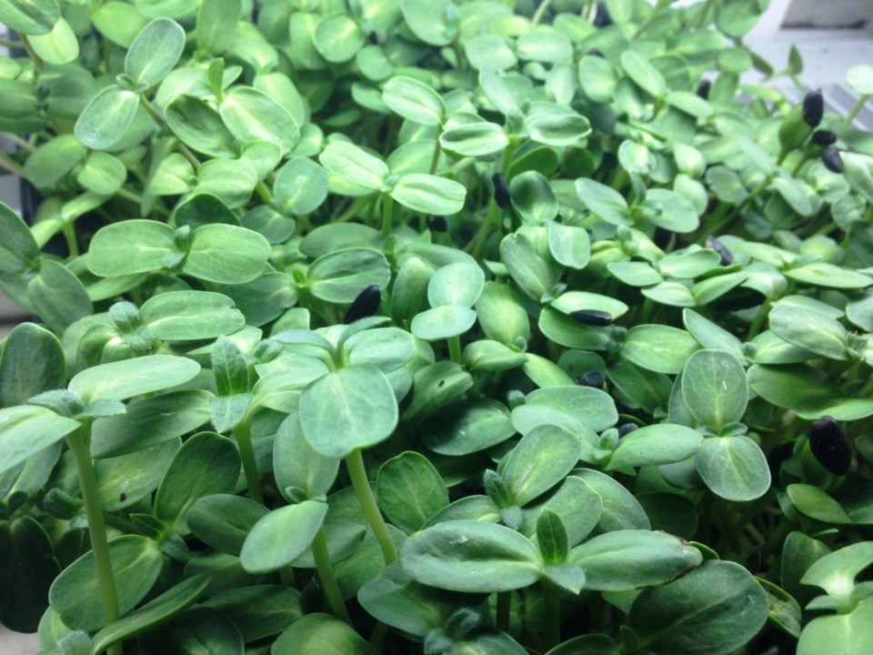 Nook Farms microgreens in Plano