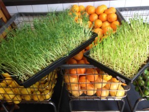 Nook Farms microgreens in Plano