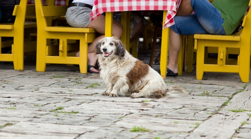 dog friendly Plano restaurants and parks