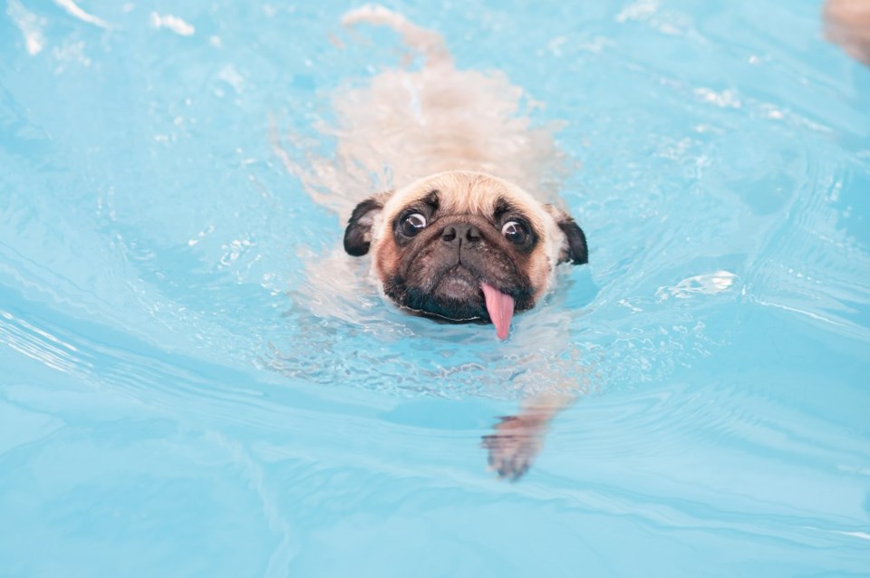 pug swimming in a pool