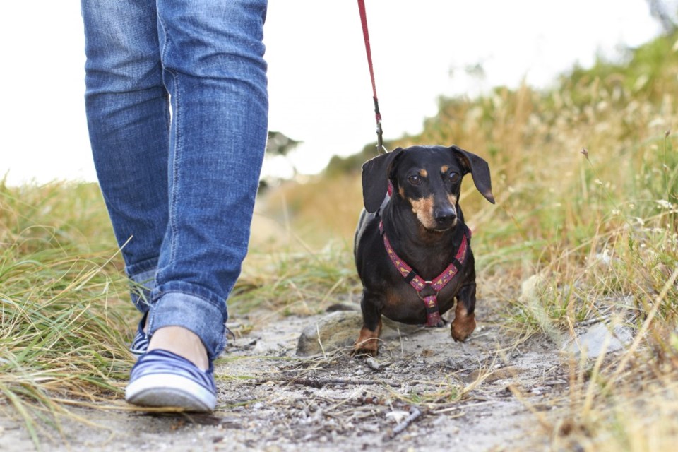 Little dog walking in a park