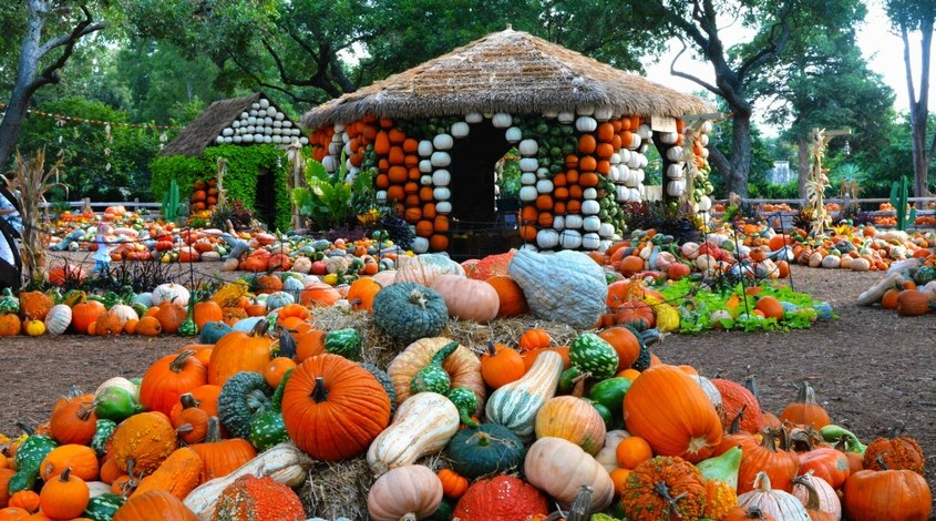 Autumn at the Arboretum Dallas Art of the Pumpkin