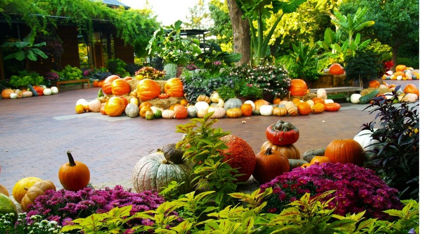 Autumn at the Arboretum Dallas pumpkins