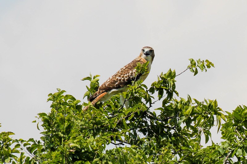 Red-tailed hawk released oak point park plano