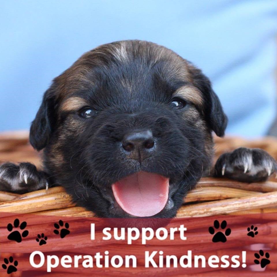 Operation Kindness