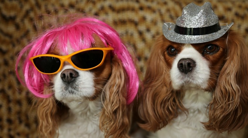 krewe-of-barkus-mckinney-dog-parade