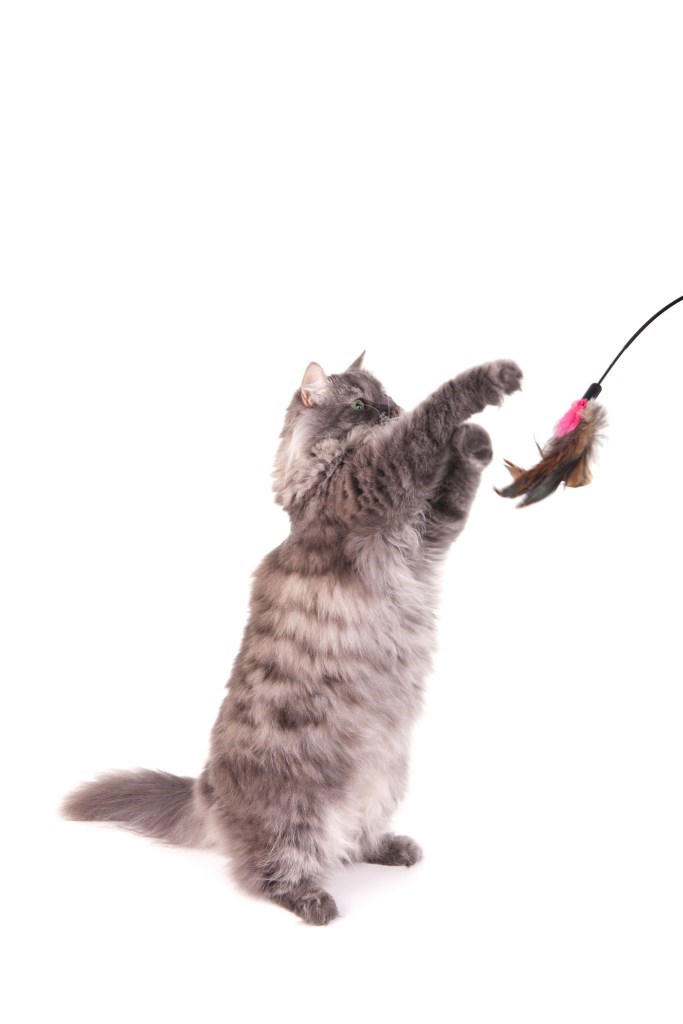 A gray Siberian cat stands up while playing.  Photo has motion blur on the cat's paw.