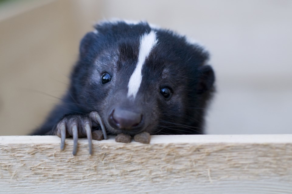 skunk Plano Animal Shelter