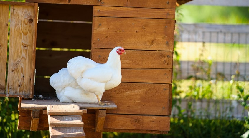 tour-de-coop-mckinney-backyard-chicken-coops