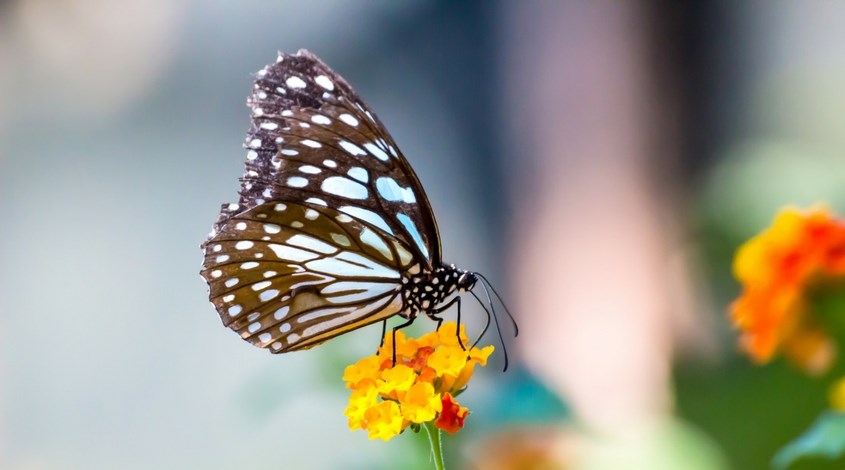 butterfly-shops-willow-bend