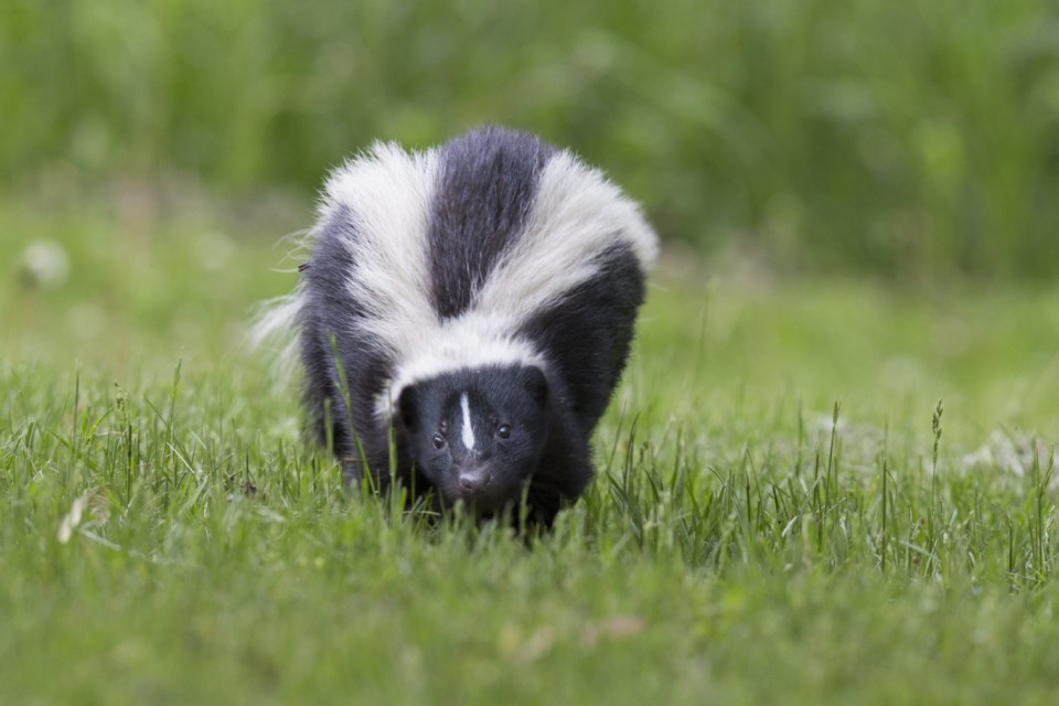 skunk