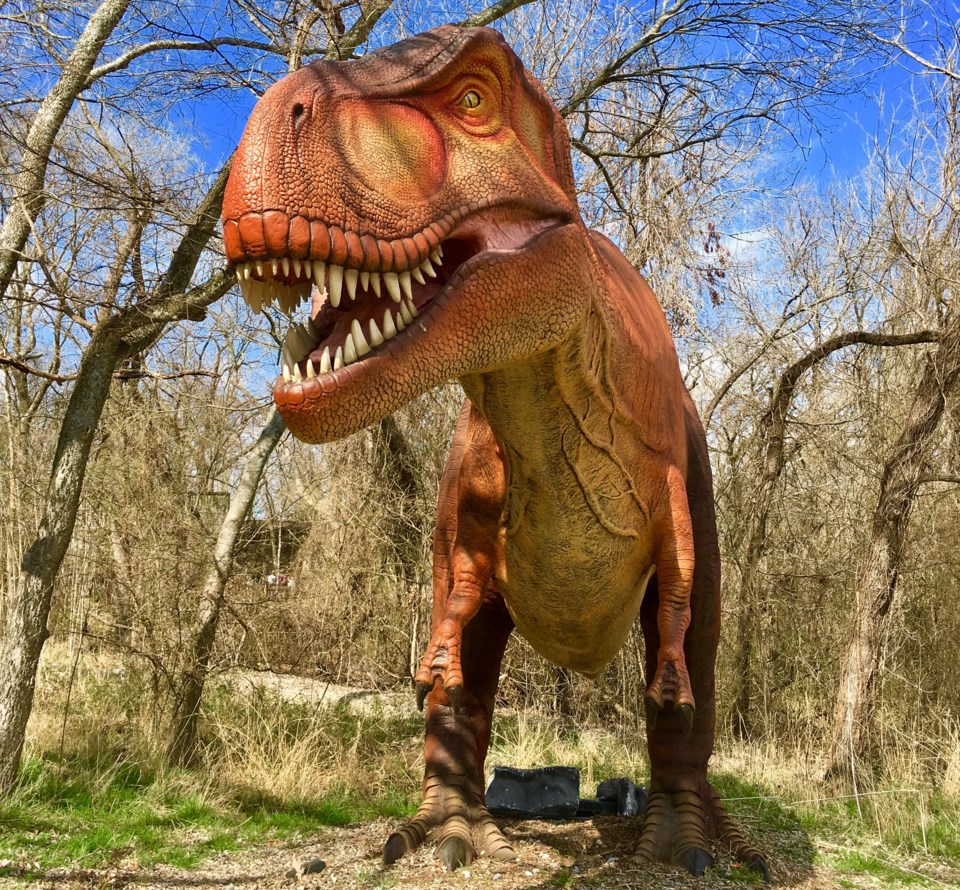 T-Rex at Dinosaurs Live! at the Heard Natural Science Museum & Sanctuary, McKinney, Texas.