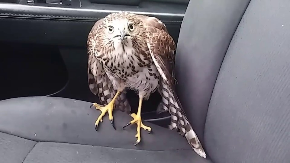 Harvey the Hurricane Hawk to be Released in Plano