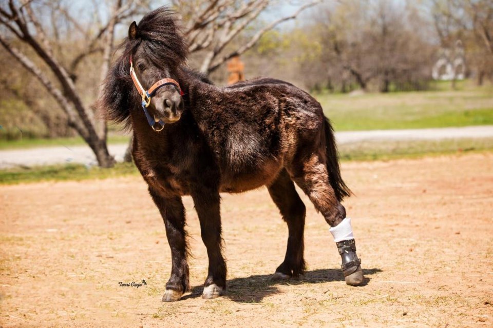 Ranch Hand Rescue Argyle Denton abused animals bob Williams