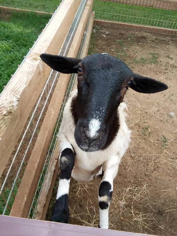 Ranch Hand Rescue Argyle Denton abused animals bob Williams