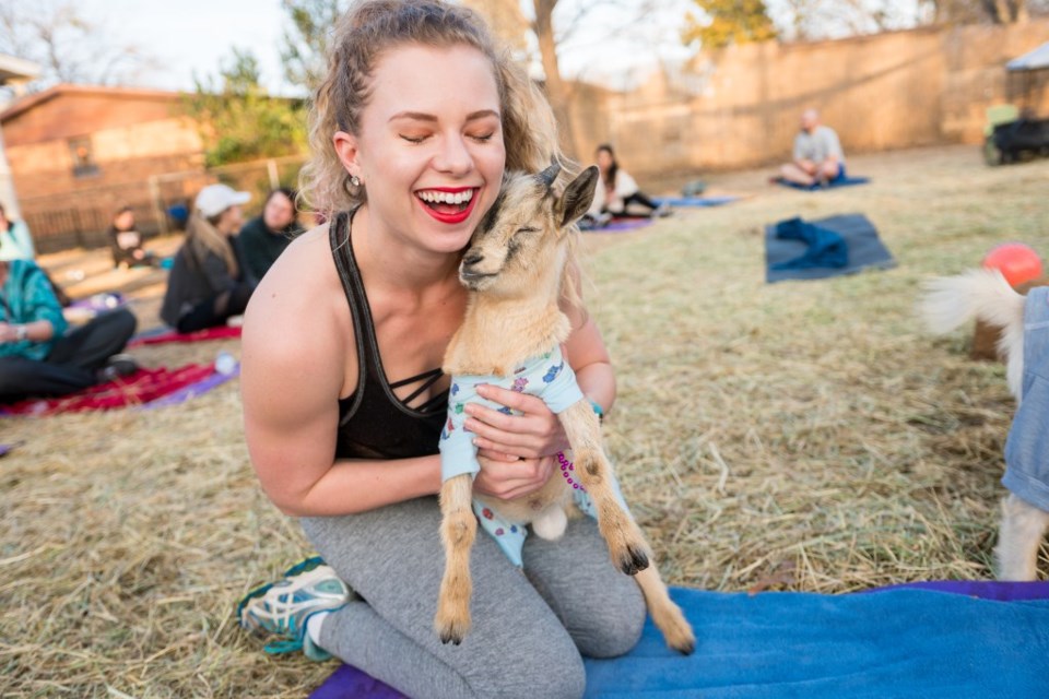 Goat yoga is a fantastic addition to your October to do list. Trust us on this one.