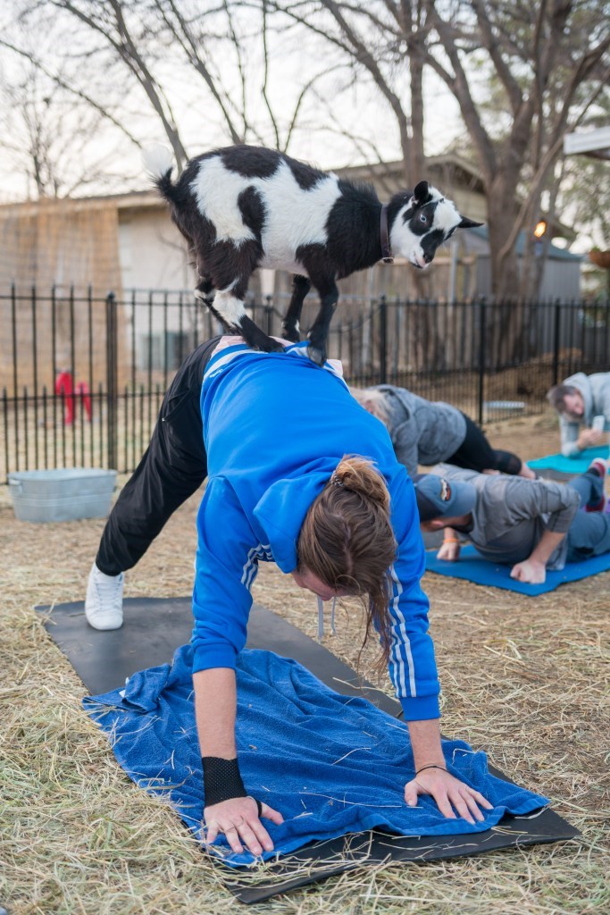 goat yoga richardson plano