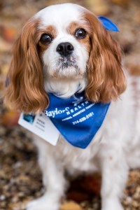 baylor_scott-white-therapy-dogs-puppies