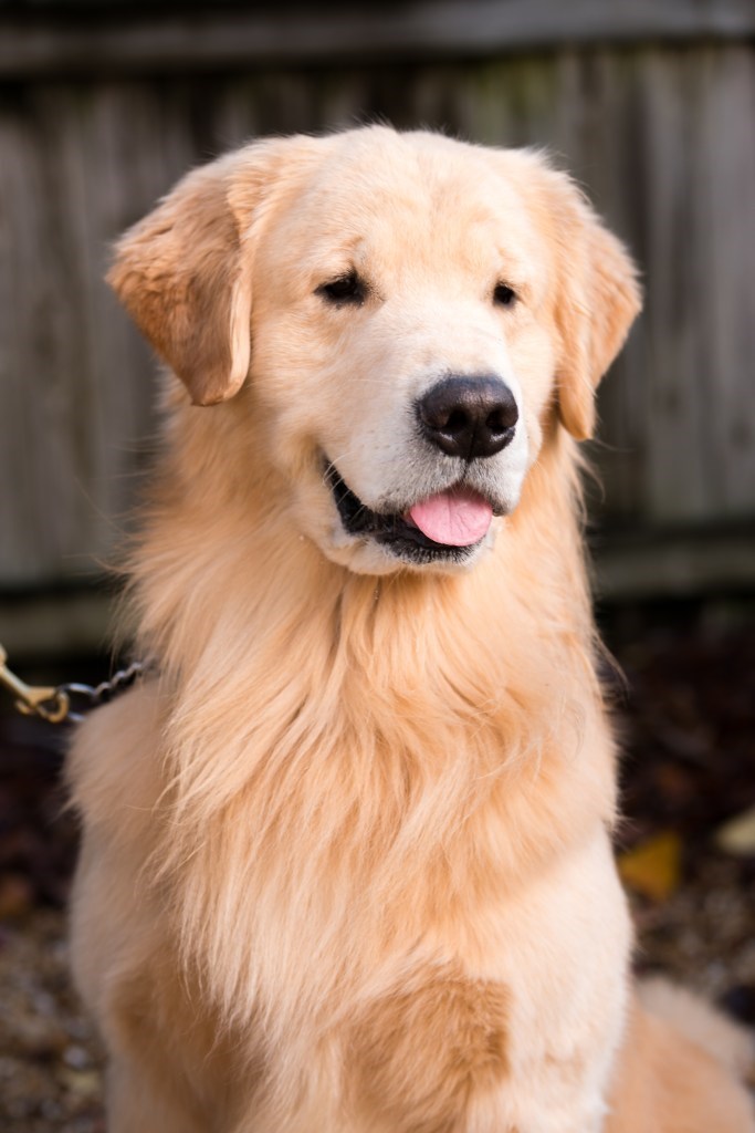 baylor_scott-white-therapy-dogs-puppies