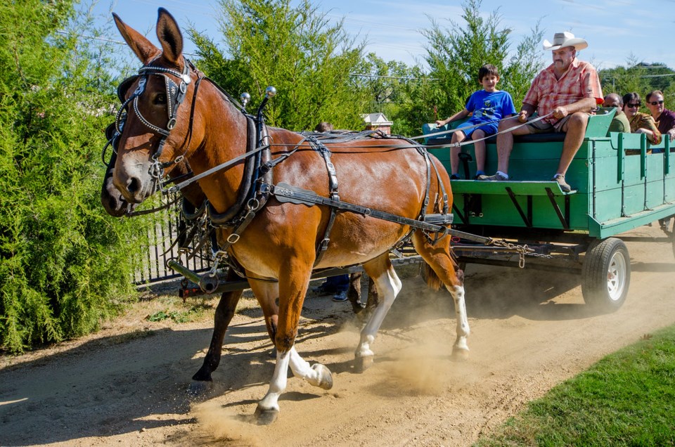 Hay rides at the Heritage Farmstead Museum, Plano.