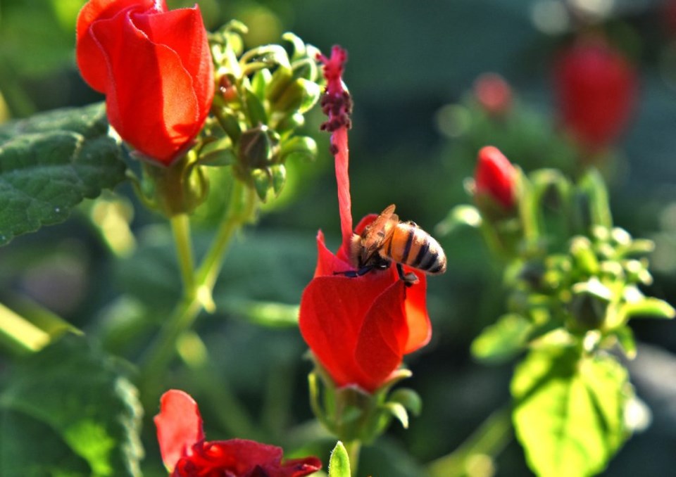 Gardening, Plano, Outdoors, Texas