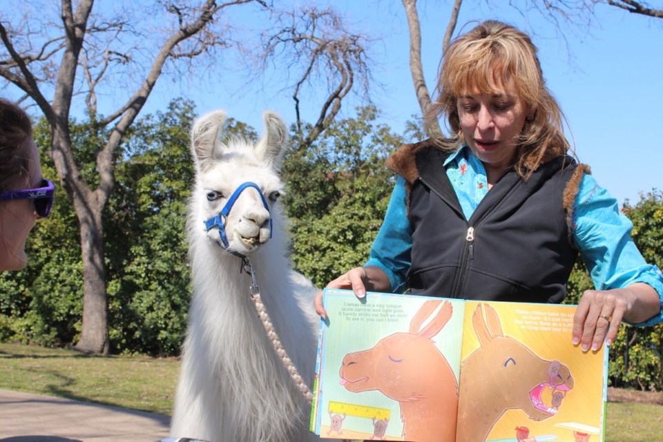 ShangriLlama llamas llama walk, parker, plano, texas, bob woodruff park