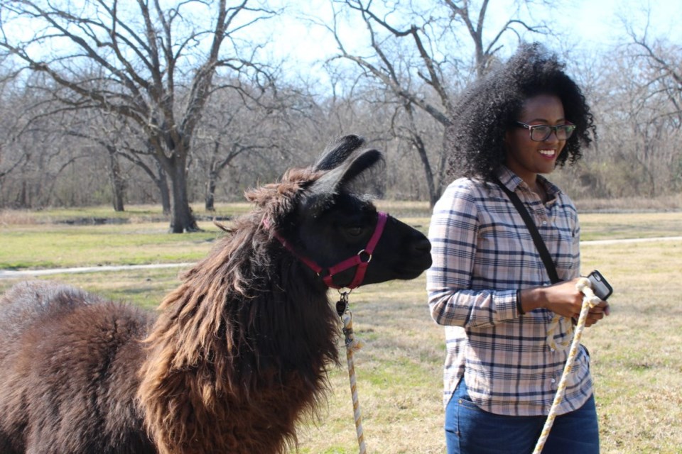 Llama walk with Shangrillama at Bob Woodruff Park, Plano.