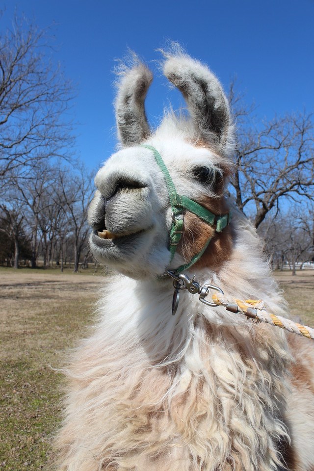 ShangriLlama llamas llama walk, parker, plano, texas, bob woodruff park