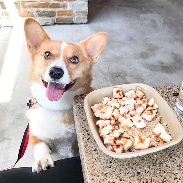 Lazy Dog Restaurant & Bar has comfort food for you and your furry friend! | Photo courtesy of Lazy Dog on Facebook