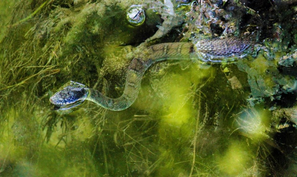 Texas Rat Snake in a creek in Plano, Texas