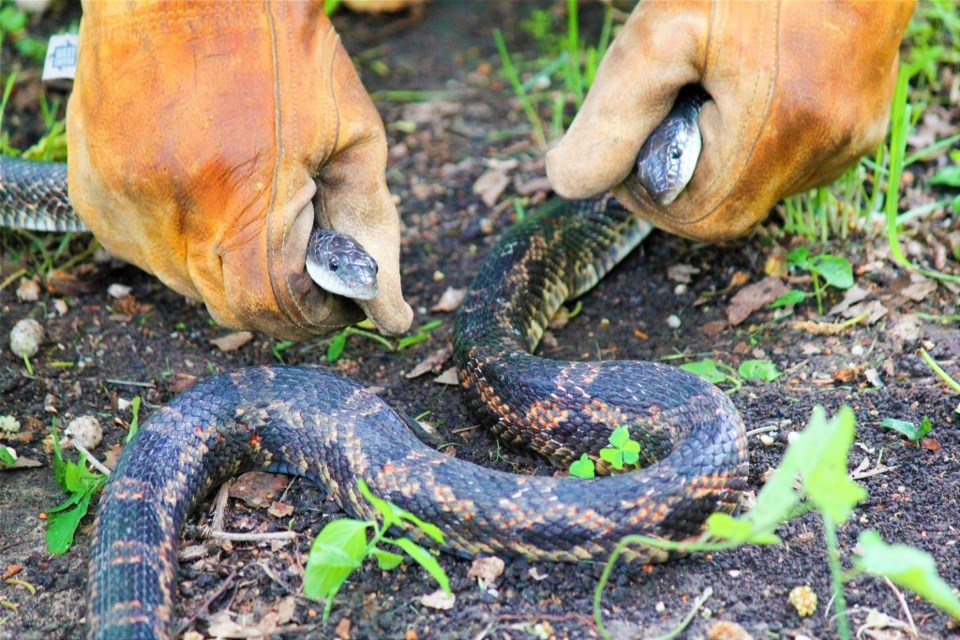 Texas Rate Snake