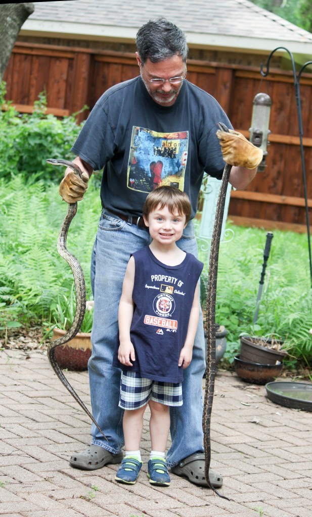 Rat snake, wildlife, Texas, Texas rat snake